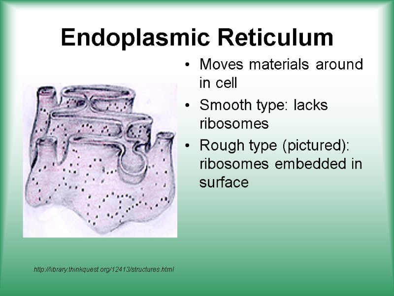 Endoplasmic Reticulum Moves materials around in cell Smooth type: lacks ribosomes Rough type (pictured):